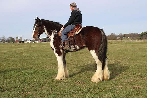 chocolate-white-strip-legs-horse