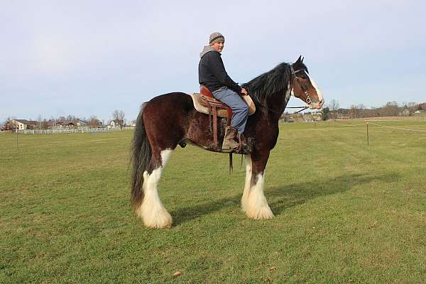 chocolate-clydesdale-for-sale