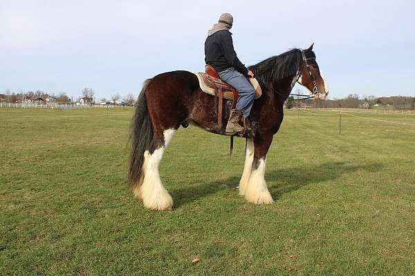 chocolate-clydesdale-gelding