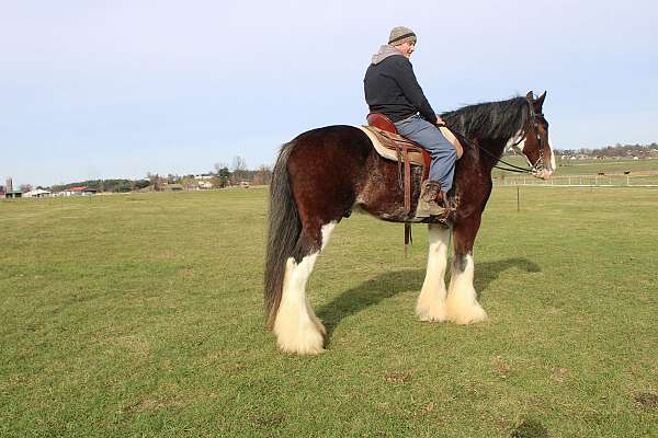 chocolate-clydesdale-horse