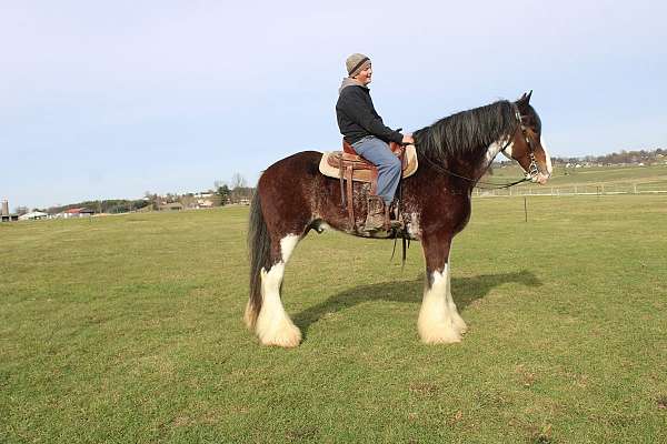 chocolate-clydesdale