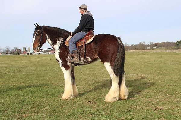 white-strip-legs-horse