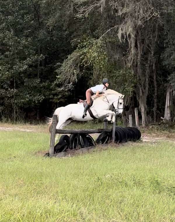 foxhunting-mustang-horse