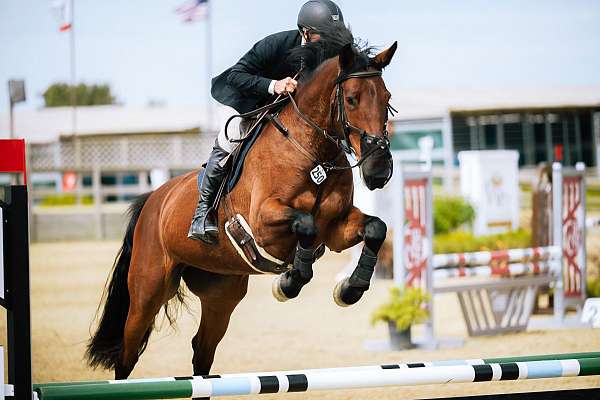 all-around-warmblood-horse