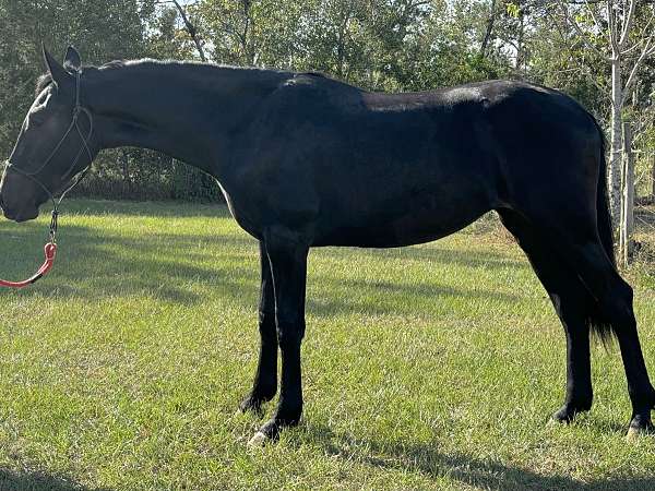 natural-horsemanship-training-rescue-friesian-horse