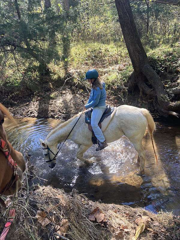 trail-trail-riding-quarter-horse