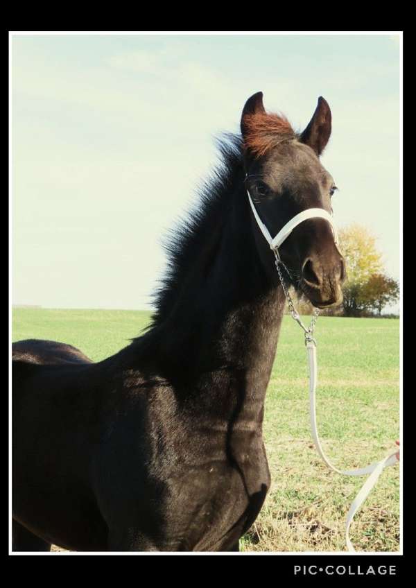 great-health-friesian-horse