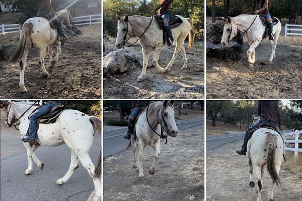 performance-trail-appaloosa-horse