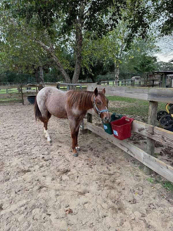 colt-yearling-horse