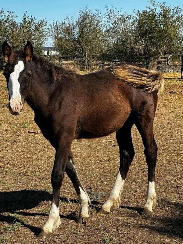 athletic-cross-gypsy-vanner-thoroughbred-horse