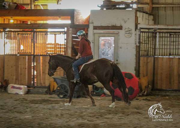 mounted-shooting-quarter-horse