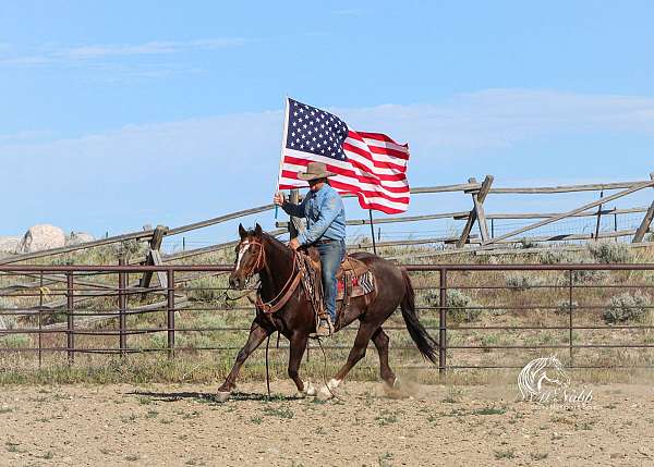 roya-crown-gelding