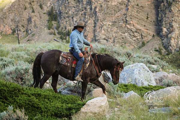 mountains-quarter-horse