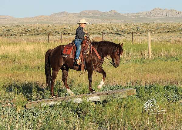 start-little-lean-quarter-horse