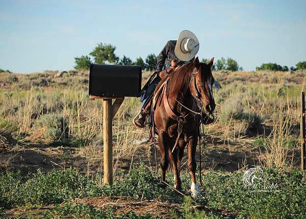 western-quarter-horse