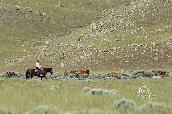 husband-safe-quarter-horse