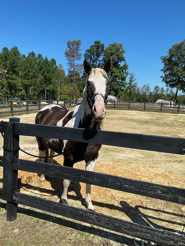 trail-trails-paint-horse