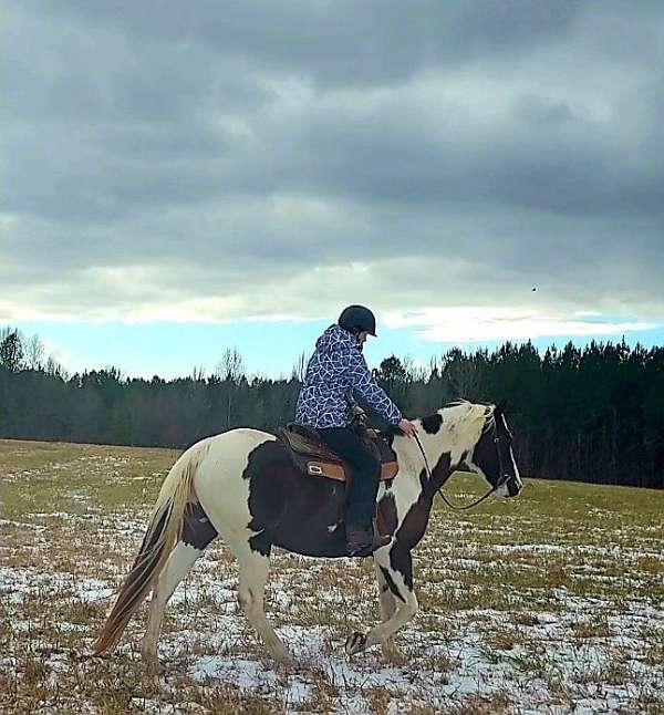 trail-trails-paint-horse