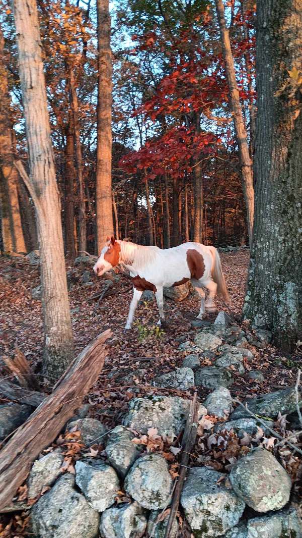 all-around-paint-horse