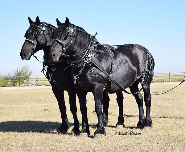 and-ranch-percheron-horse