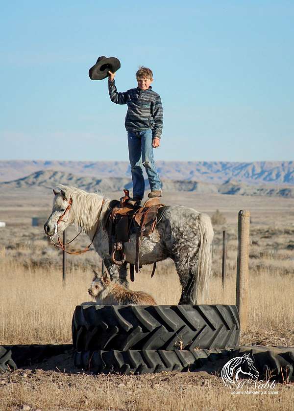 trail-riding-pony