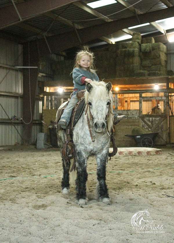 grey-pony-gelding