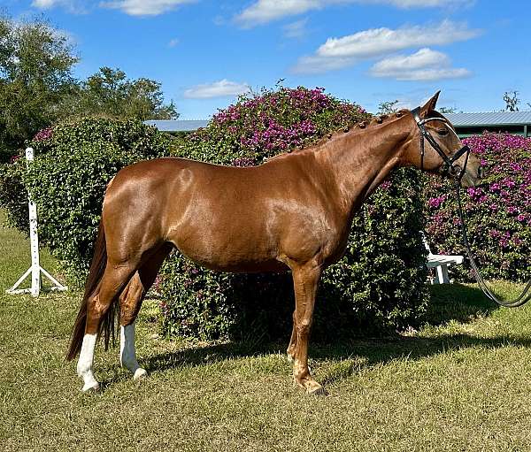 hunter-for-sale-trakehner-horse