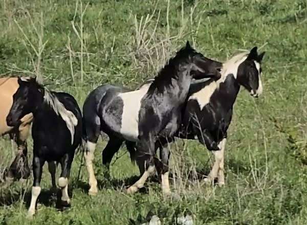 a-tru-rolex-stallion