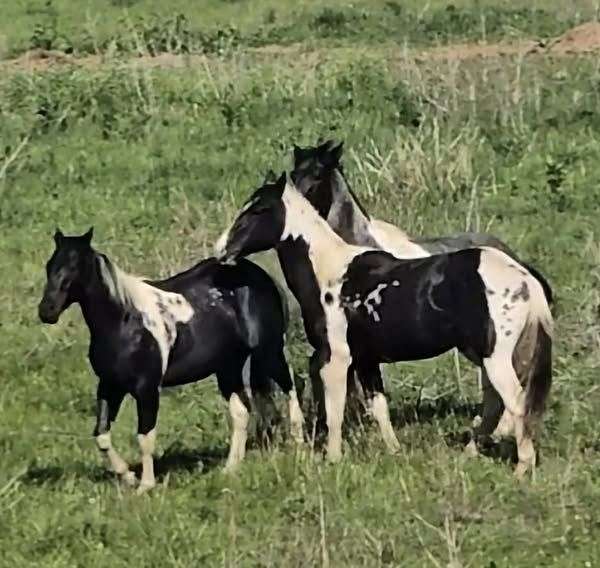 gay-stallion