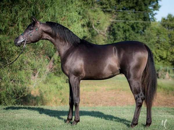 ponied-on-arabian-horse