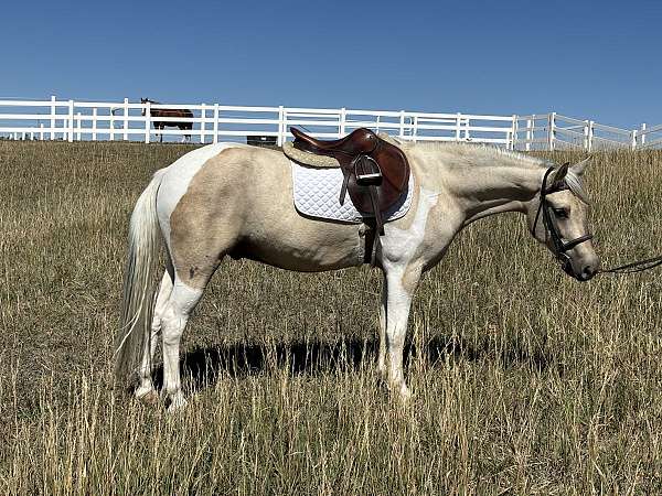 chincoteague-pony-gelding