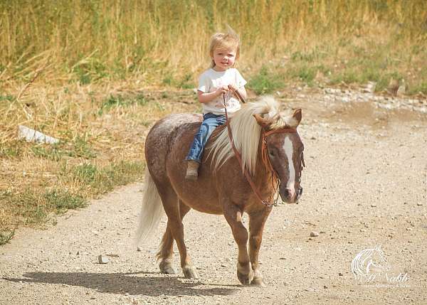 trail-pony