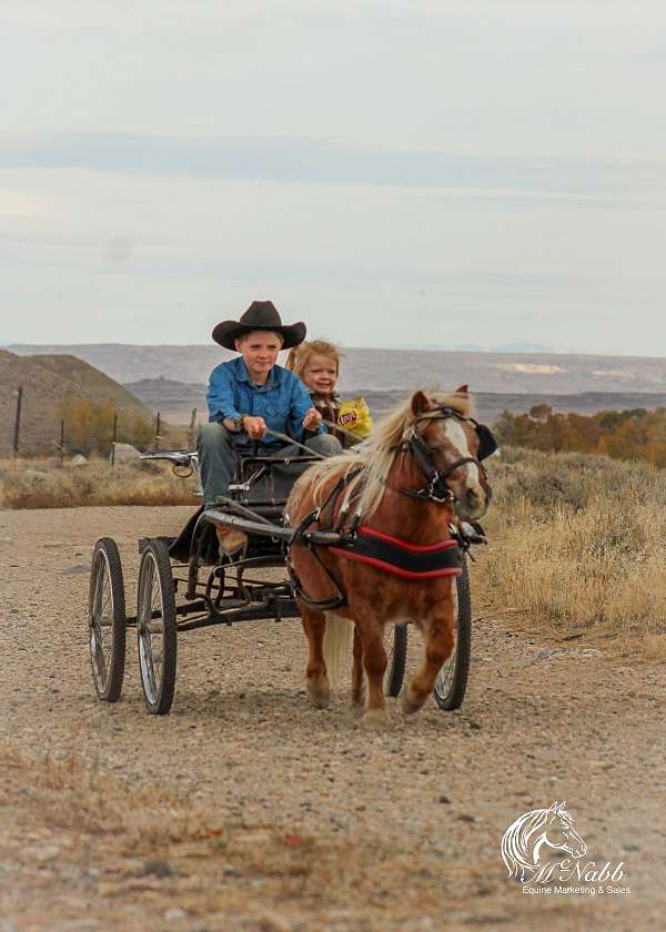 kid-safe-pony