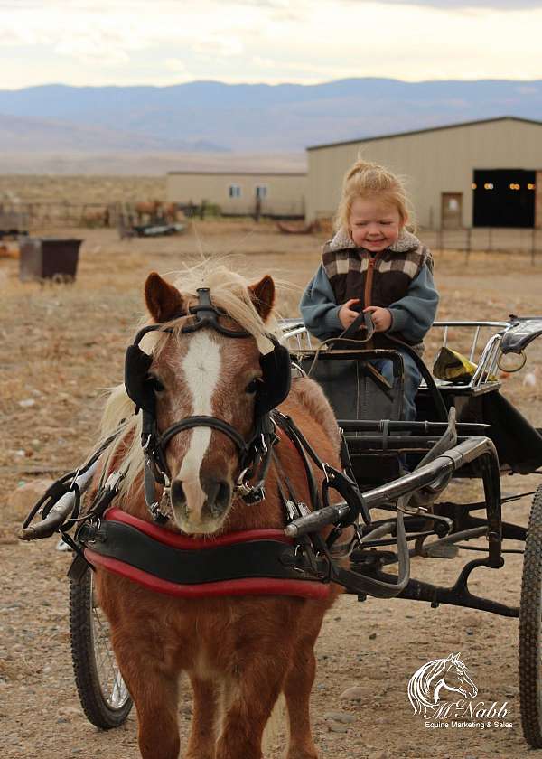 red-roan-pony-gelding