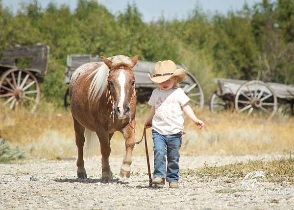 trail-riding-pony