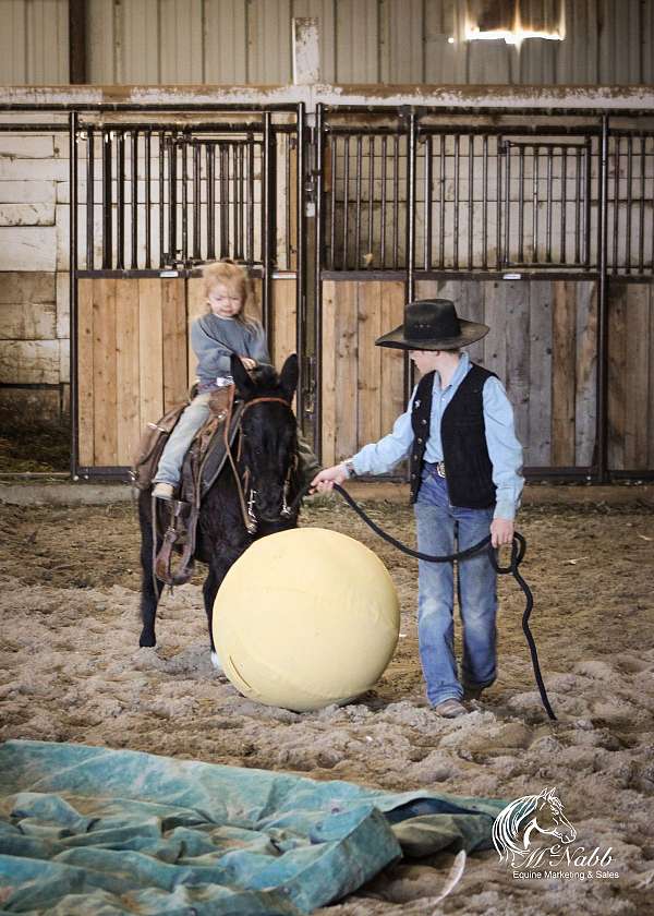 trail-pony