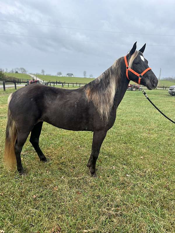 breeding-rocky-mountain-horse