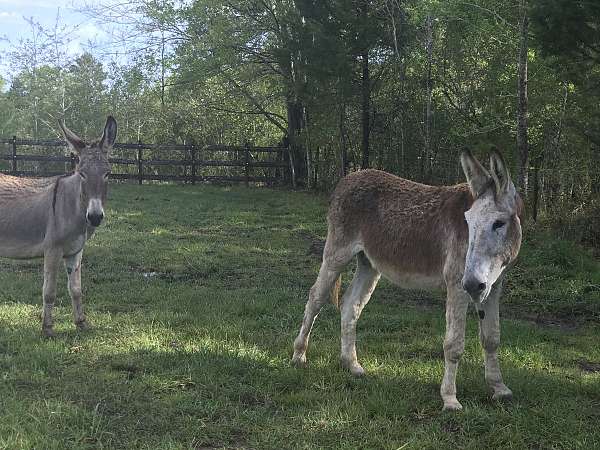 good-breeding-donkey