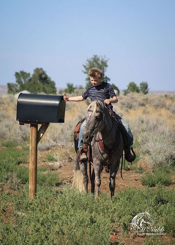 western-riding-pony