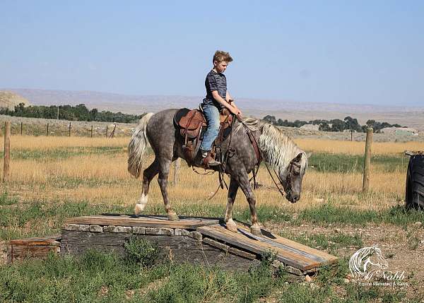 trail-riding-pony