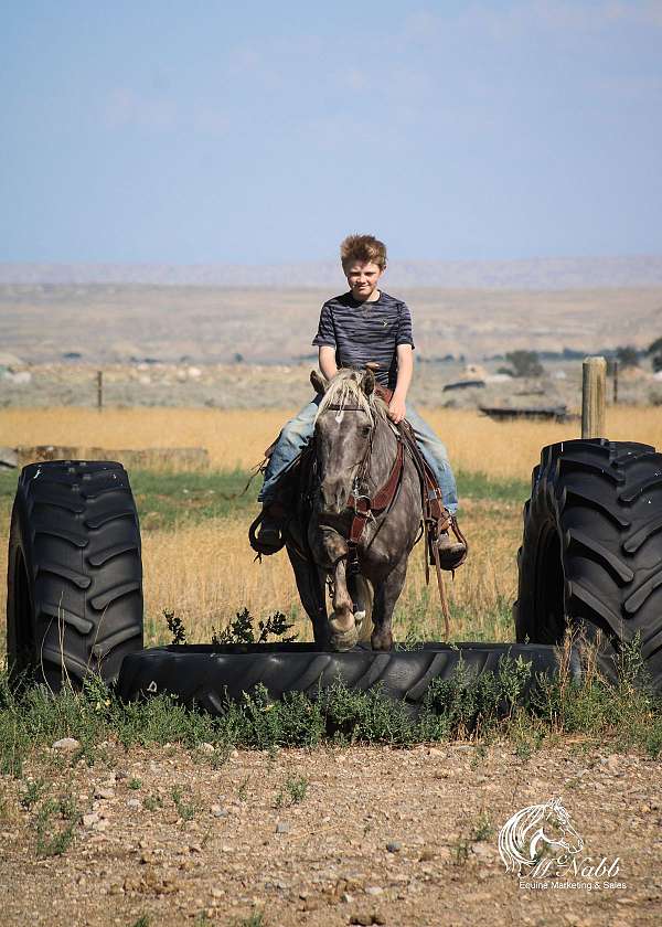 trail-pony