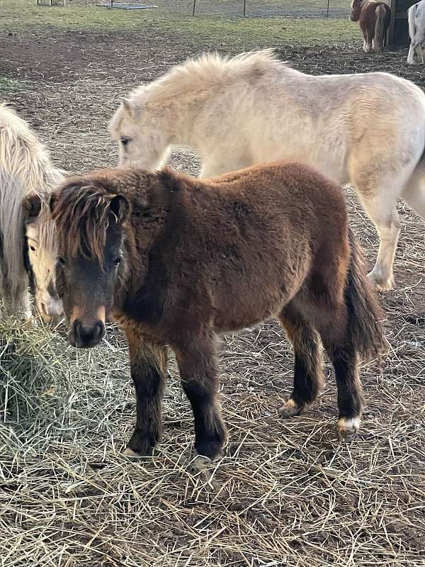 strong-miniature-horse