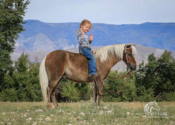 beginner-pony