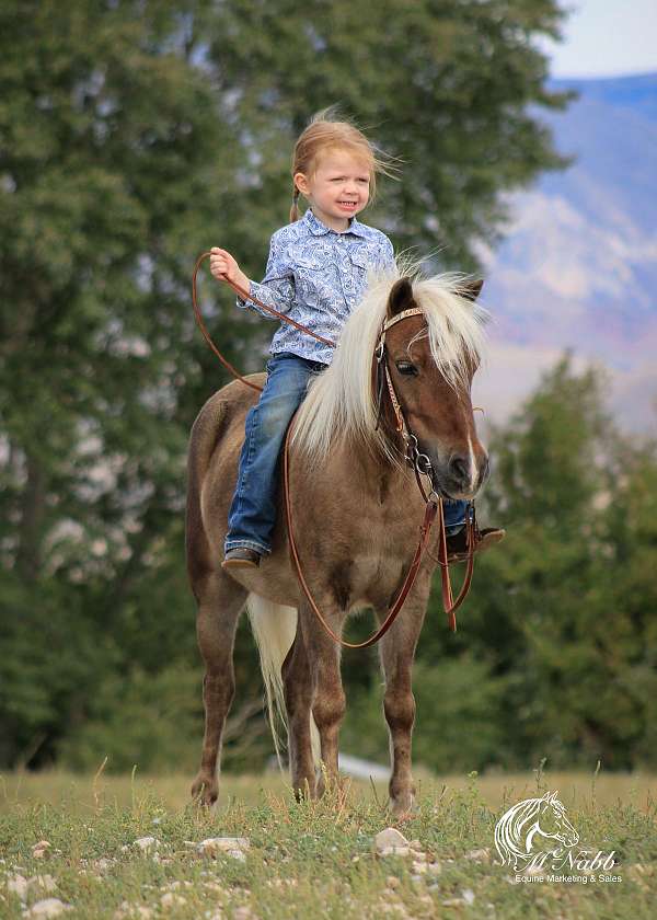 driving-pony