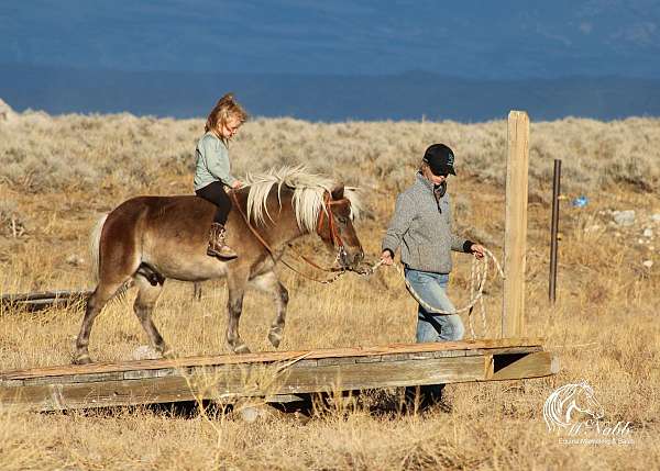 trail-pony