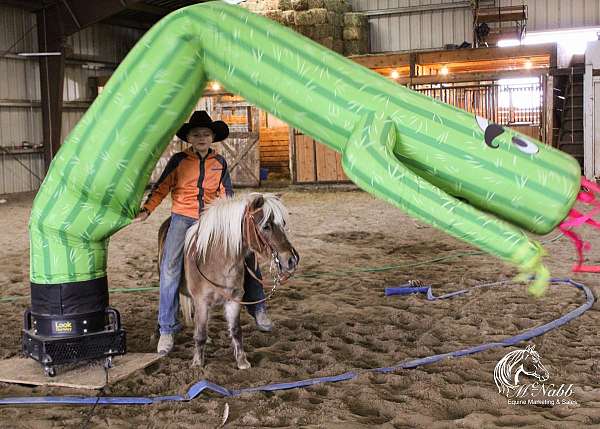 palomino-pony-gelding