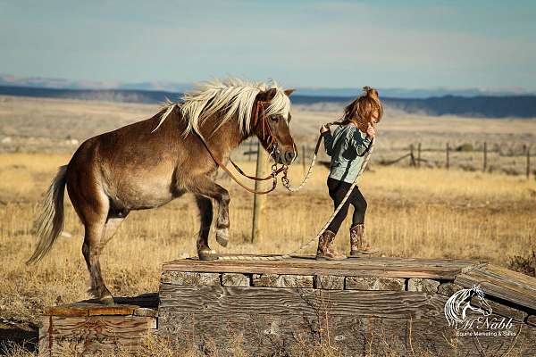 western-riding-pony