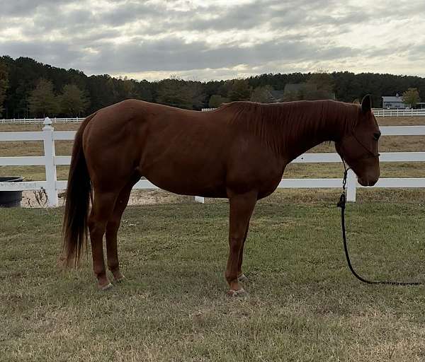 quarter-horse-gelding