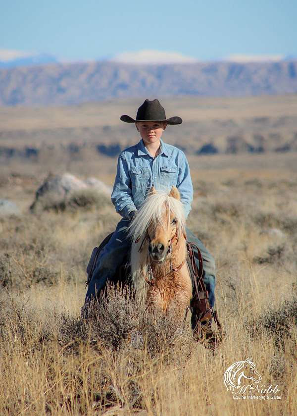 trail-riding-pony