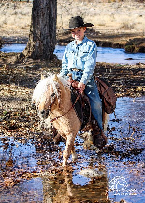 trail-pony